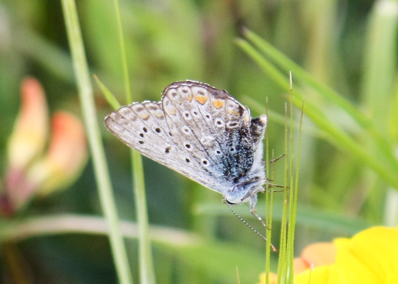 Polyommatus